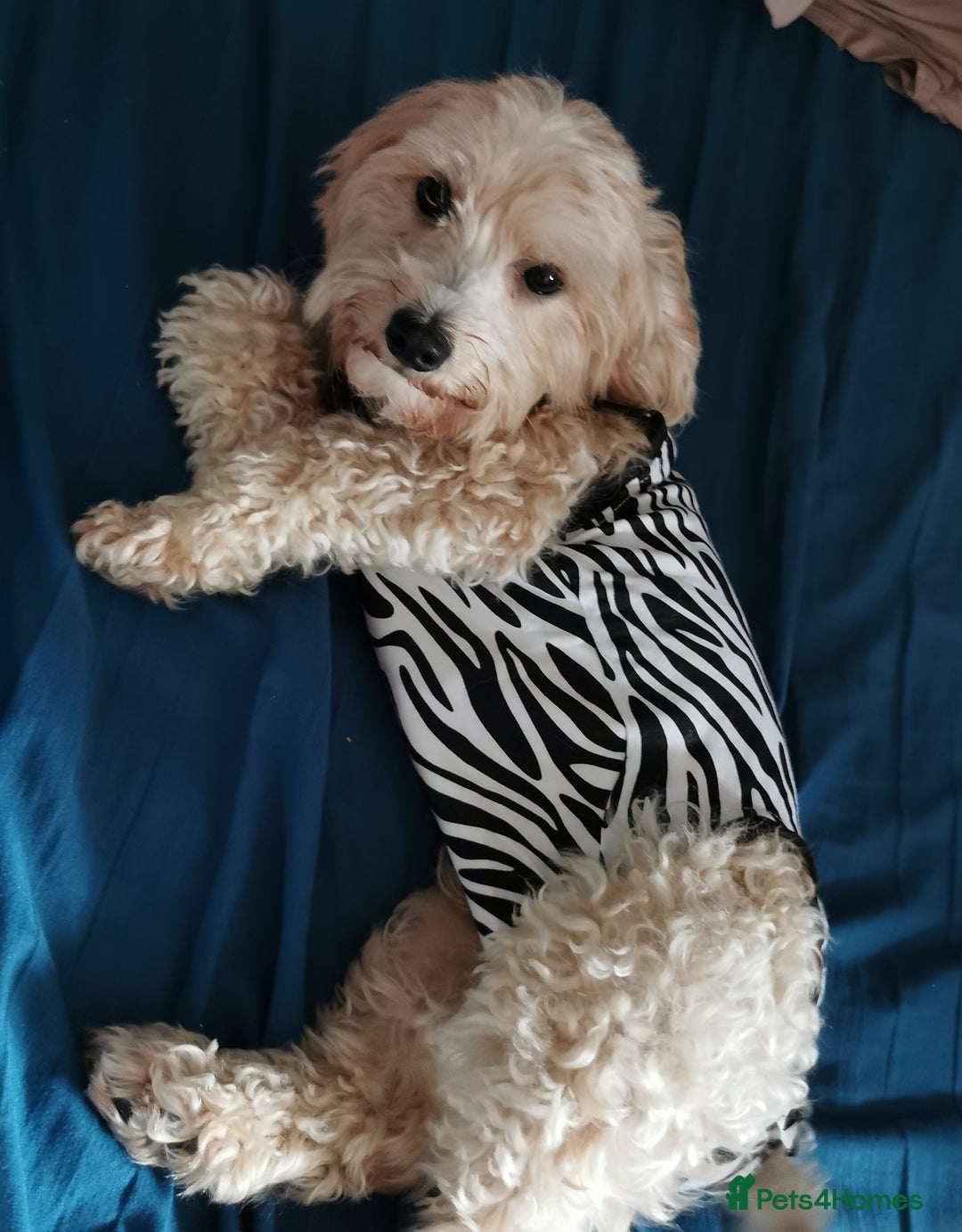 Maltipoo dogs for sale: 2y old maltipoo girl looking for best loving home - Image 2