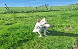 German Shepherd dogs for sale: White german sheperd  - Image 3