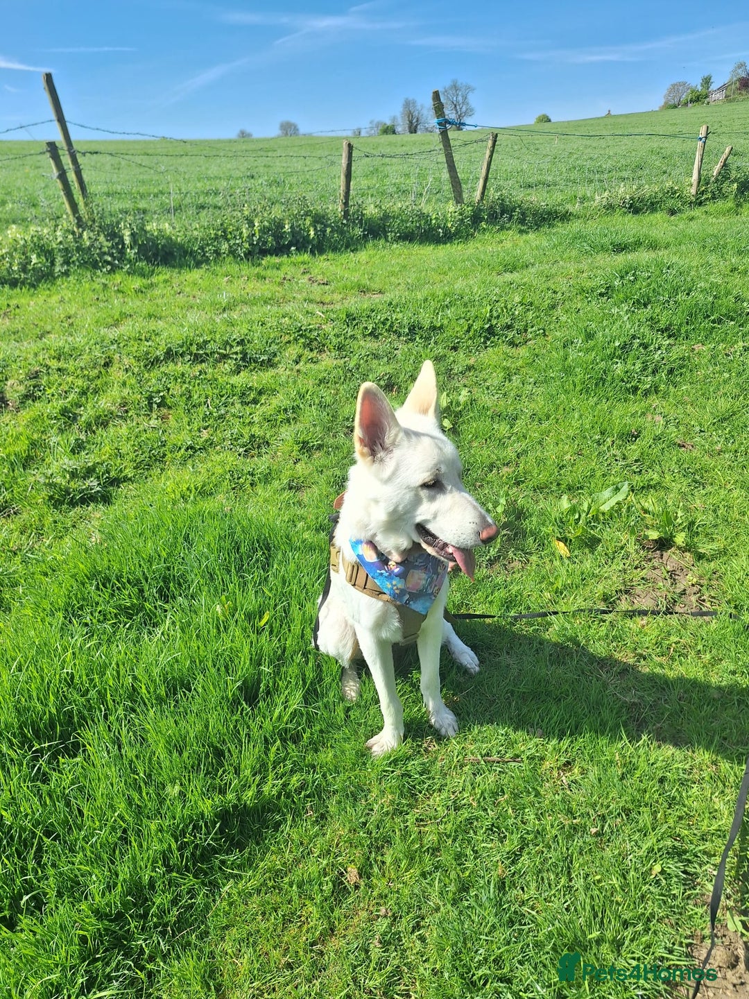 German Shepherd dogs for sale: White german sheperd  - Image 3