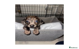 Dachshund dogs for sale: Dachshund puppies  - Image 6