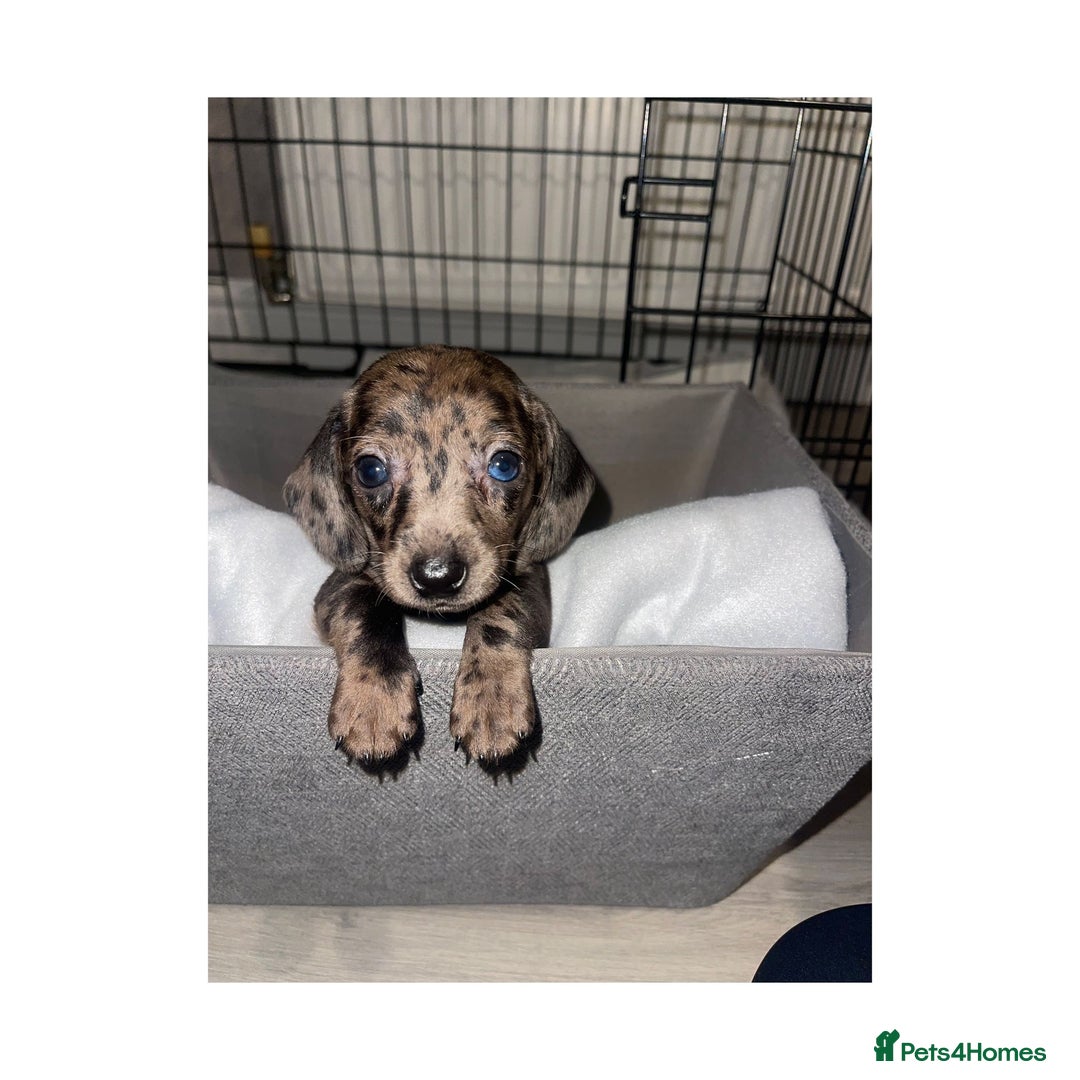 Dachshund dogs for sale: Dachshund puppies  - Image 6