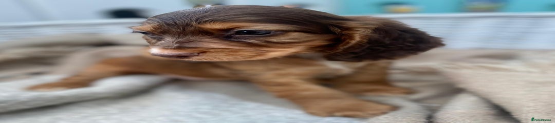 Cocker Spaniel Puppy 7