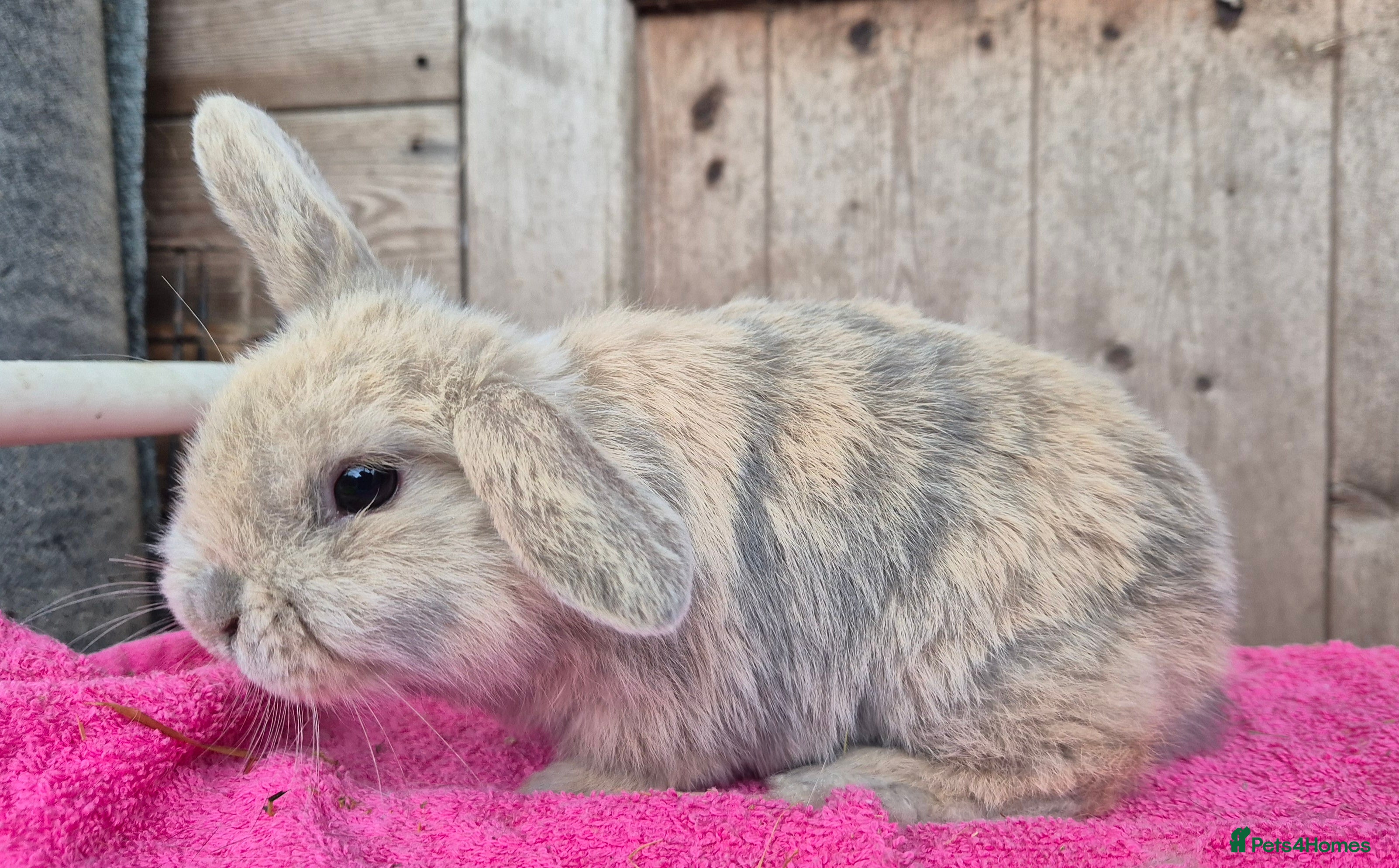 Mini Lop rabbits Mini lop baby boys ready now.  - Advert 5