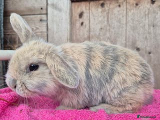 Mini Lop rabbits Mini lop baby boys ready now. - Advert 5