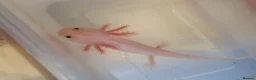 Axolotl reptiles for sale: Baby axolotls  - Advert 4