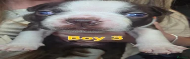 Puppy 3