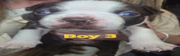 Boston Terrier dogs for sale: Blossy's Beautiful Bostons  in Doncaster - Advert 12
