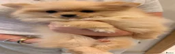Pomeranian dogs for sale: 2 fluffy Pomeranians for sale  - Advert 4