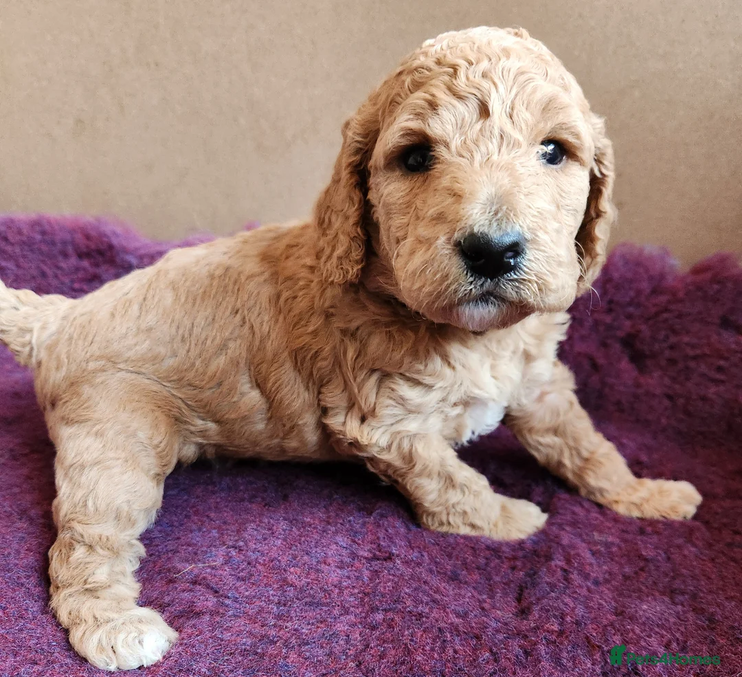 Cockapoo dogs for sale: Cockapoo Puppies,  stunning colours  - Advert 15