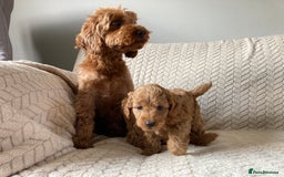 Cockapoo dogs for sale: Exquisite F2bb cockapoo pups - Image 7