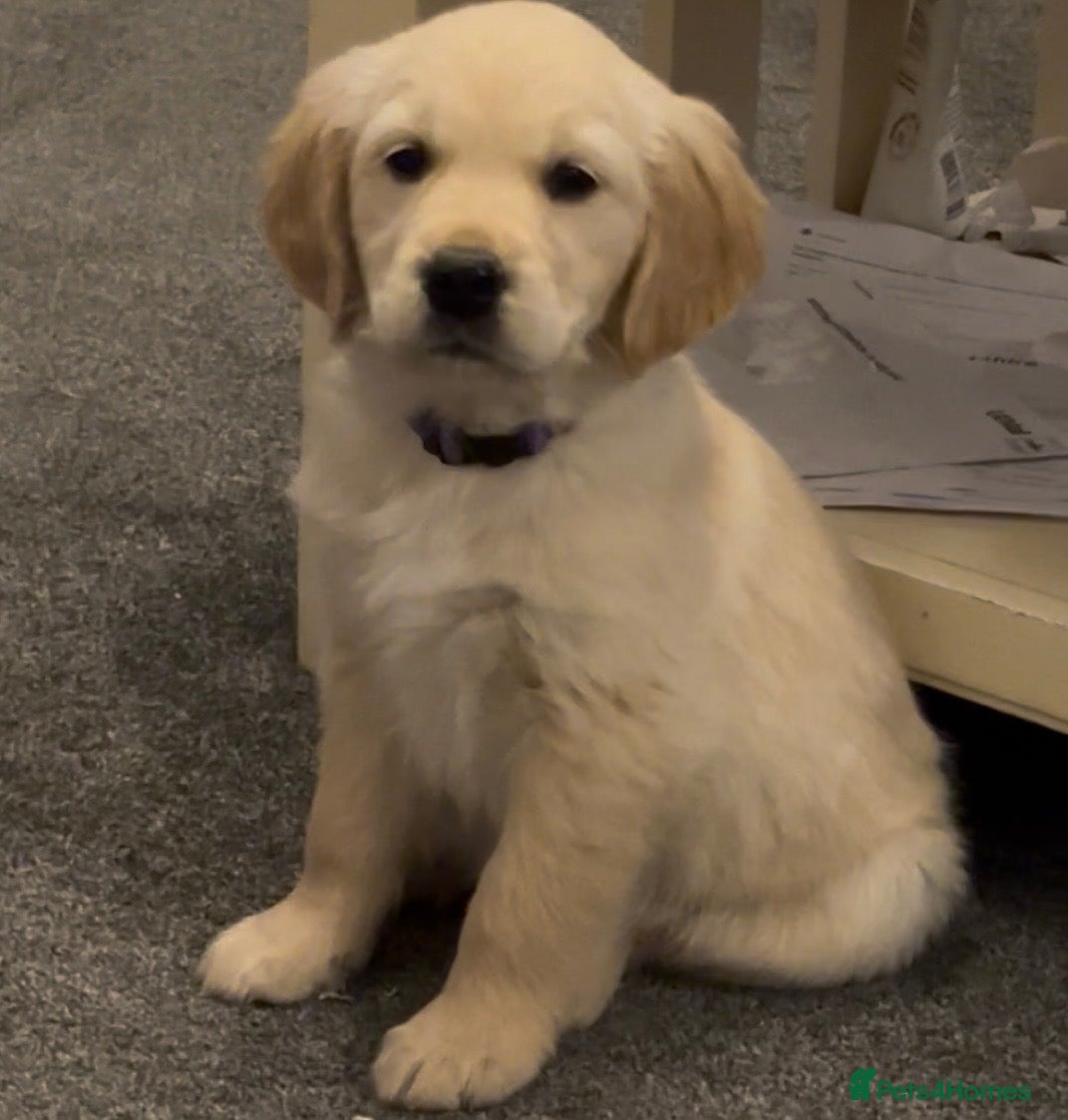 Golden Retriever dogs READY NOW -Stunning KC reg Golden Retriever Pups - Advert 1