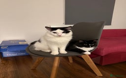 Mixed Breed cats for sale: Cats  - Image 1