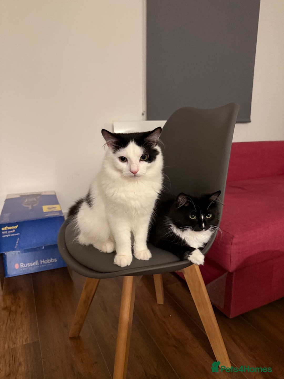 Mixed Breed cats for sale: Cats  - Image 1