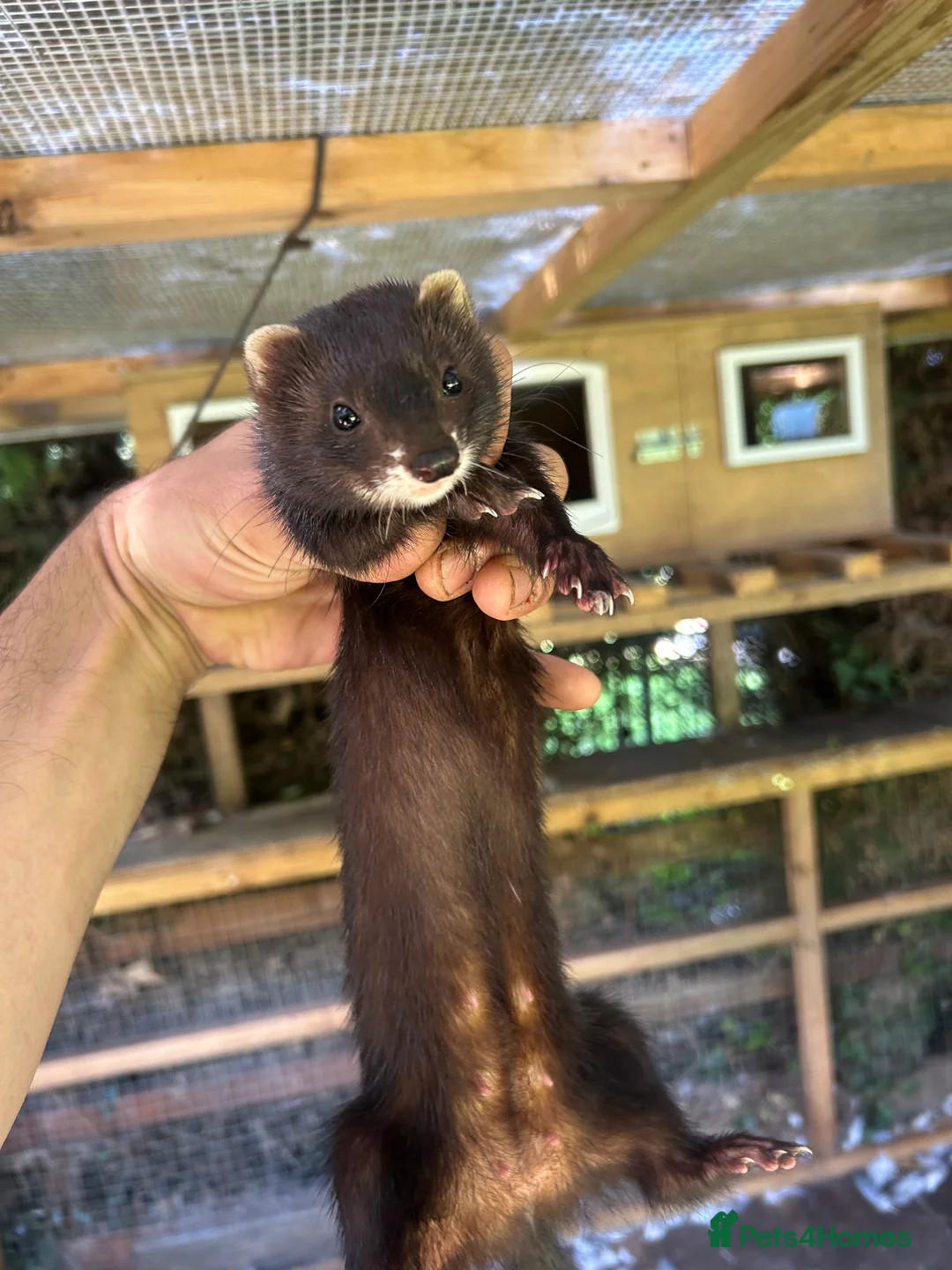 Ferret rodents for sale: Working EU X Ferrets in Harrogate - Advert 4