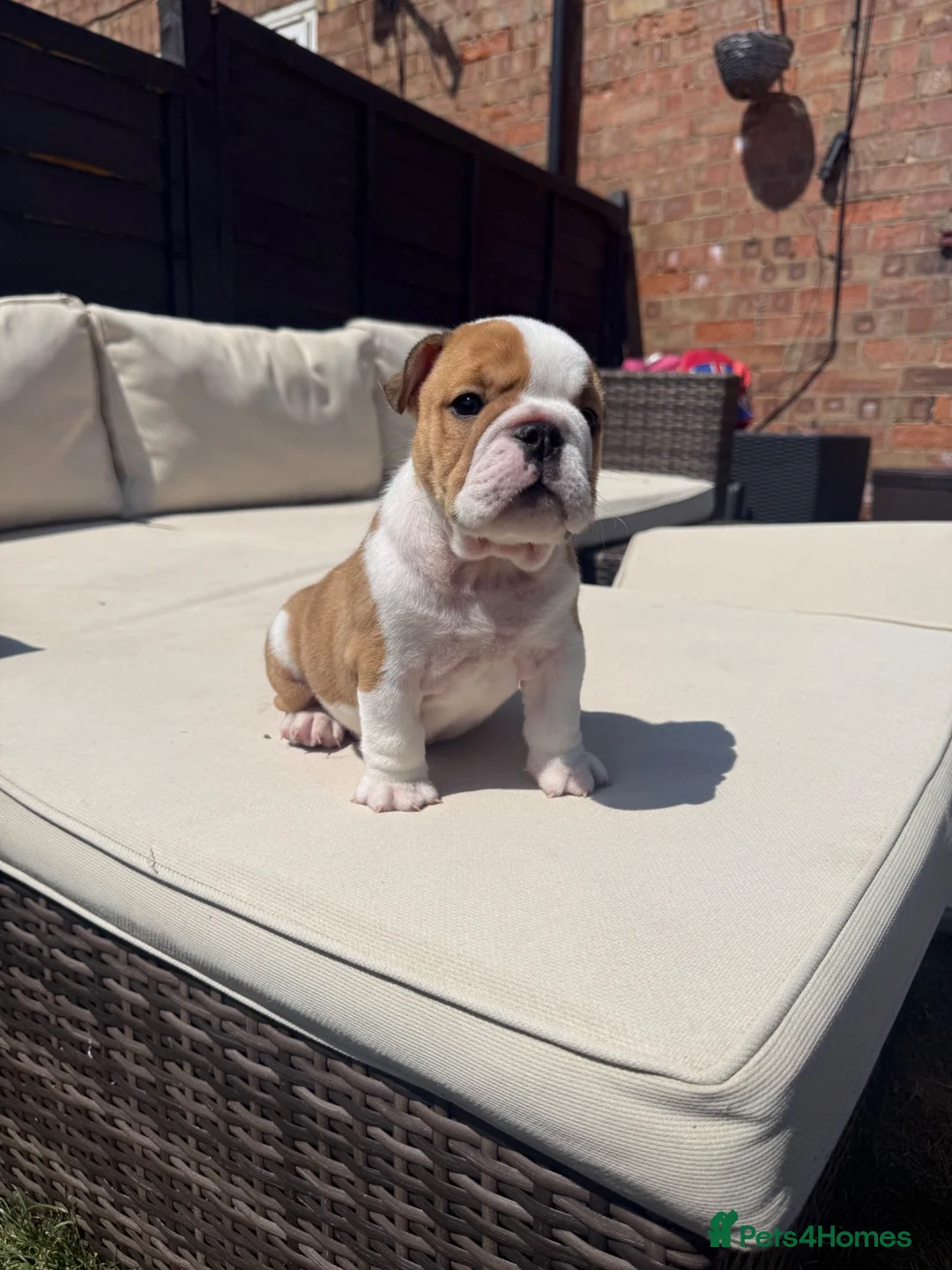 English Bulldog dogs for sale: READY NEXT WEEK - SPECIAL BOY SEEKS HOME - Advert 1
