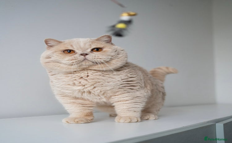 British Shorthair cats - Advert 1