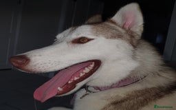 Siberian Husky dogs for sale: Returned to breeder female - Image 2
