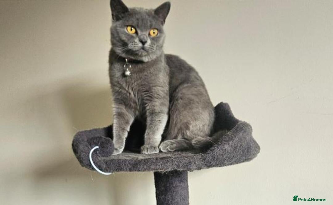 British Shorthair cats Female cat  - Advert 1