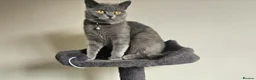 British Shorthair cats for sale: Female cat  - Advert 1