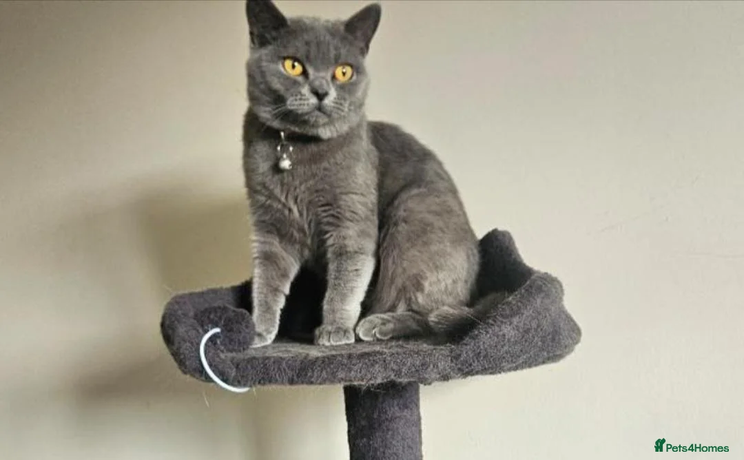 British Shorthair cats for sale: Female cat  - Advert 1