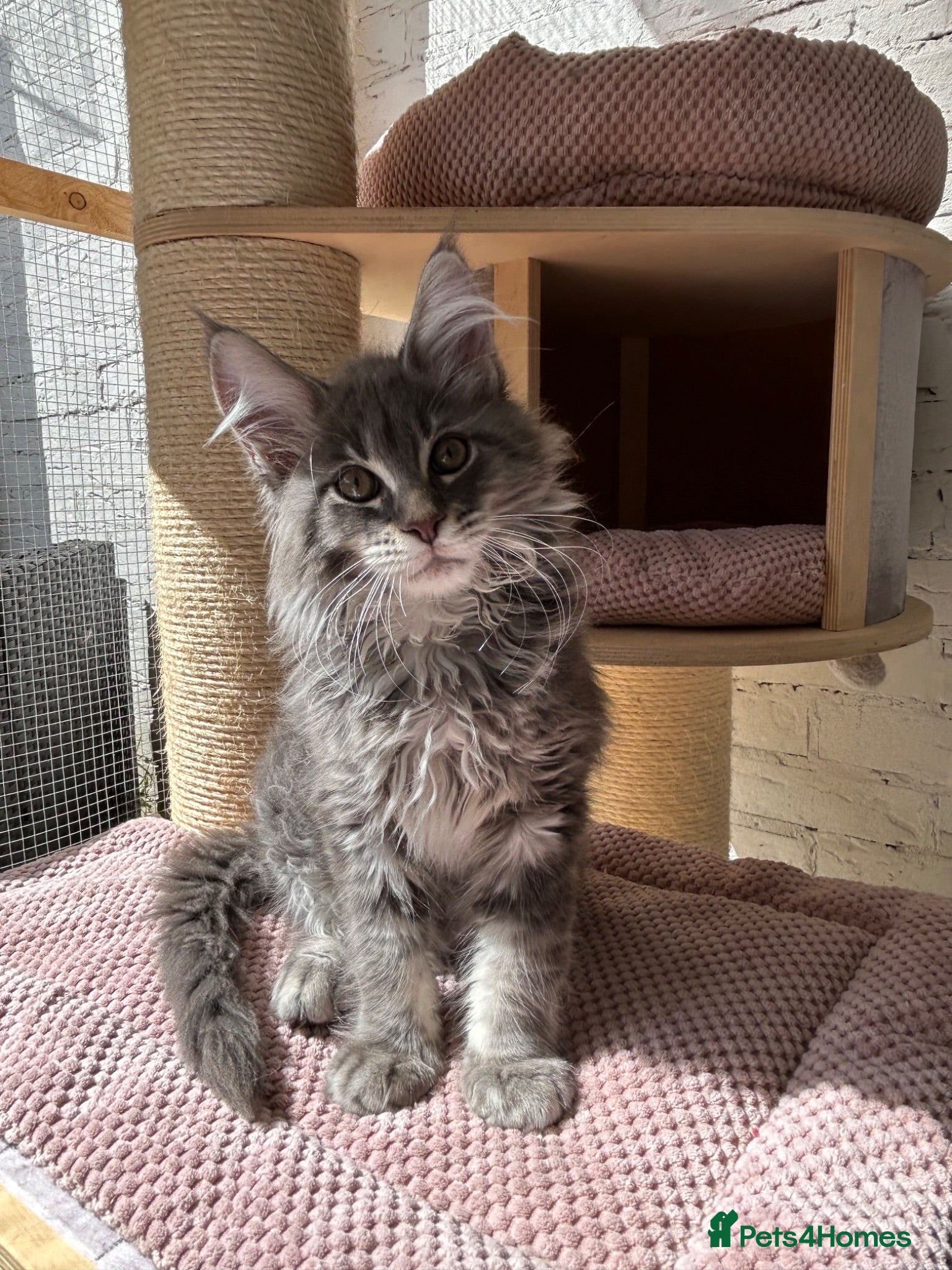 Maine Coon cats TICA Registered XXL Russian Bloodline Maine Coons - Advert 2
