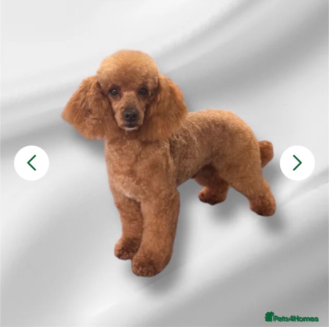 Maltipoo dogs Beautiful Maltipoo’s  - Advert 2