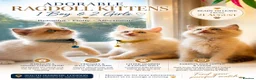 Ragdoll cats for sale: Adorable Blue-Eyed Ragdoll Kittens - Advert 1