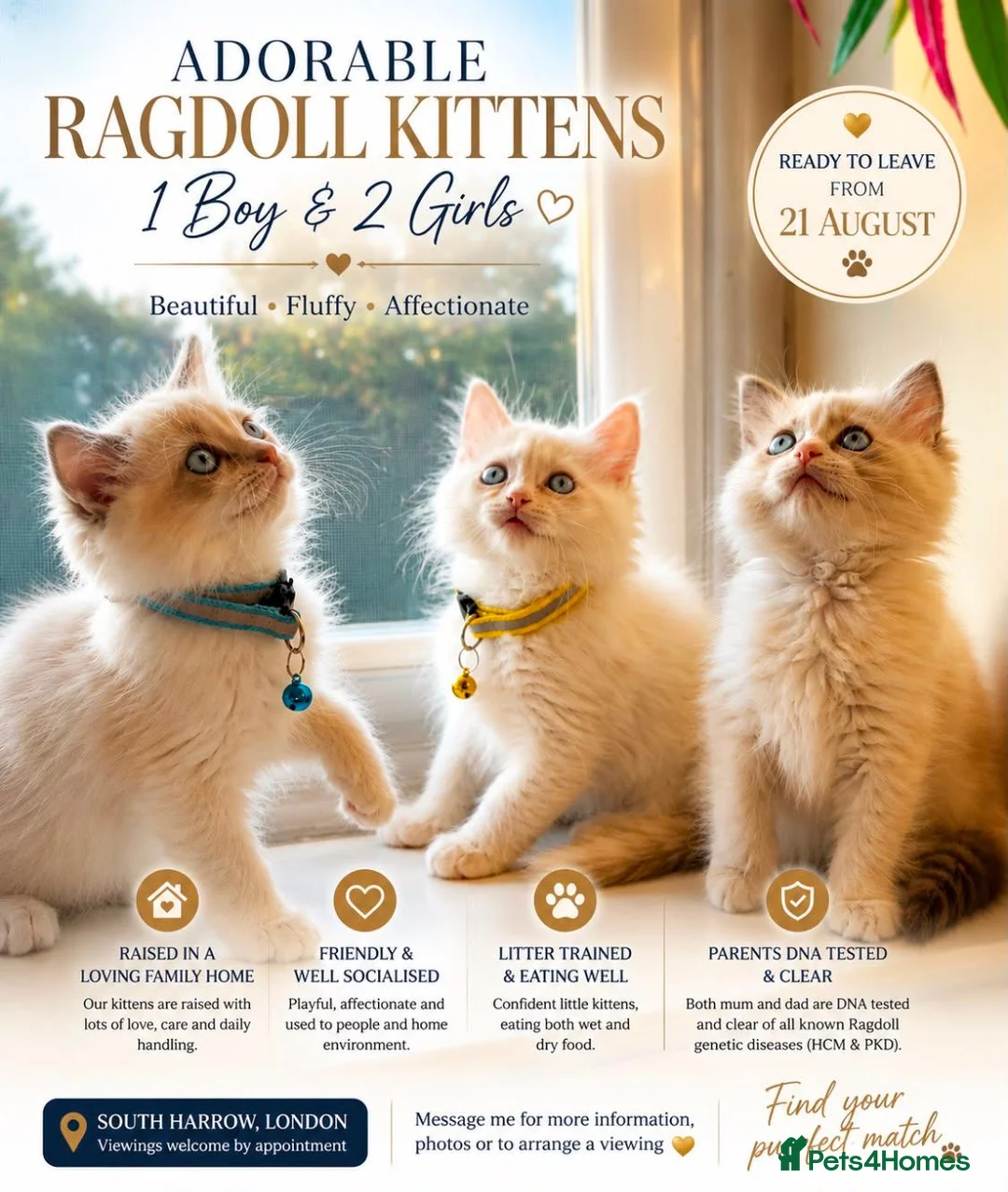 Ragdoll cats for sale: Adorable Blue-Eyed Ragdoll Kittens - Advert 1