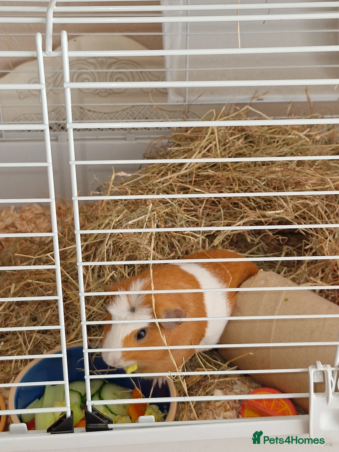 Guinea Pig rodents for sale: 2 females & complete set up for sale  in Neath - Advert 2