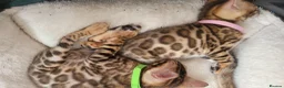 Bengal cats for sale: TICA Registered Bengal Kittens - Advert 13