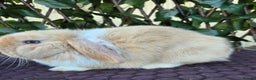 Mini Lop rabbits for sale: Pure mini lop babies  - Advert 33