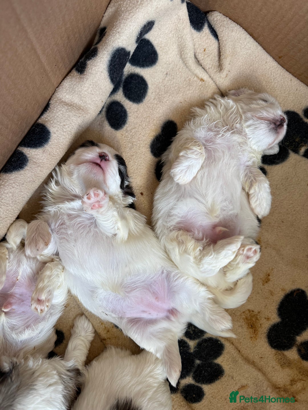 Mixed Breed dogs for sale: Maltese Cross Puppies for Sale  - Image 20
