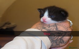 Mixed Breed cats for sale: 9 fluffy beautiful kittens 5 left!  - Image 5