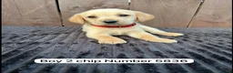 Goldador dogs for sale: Goldador puppies 9 available  - Advert 8