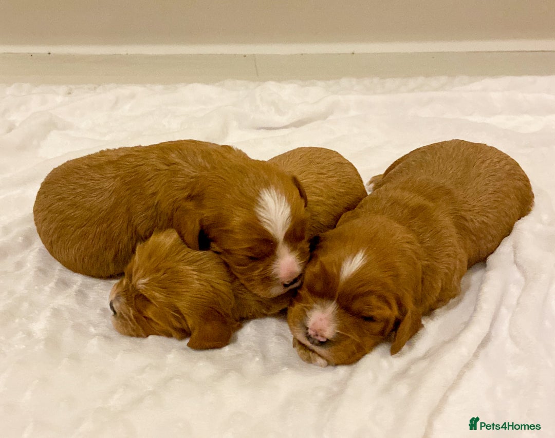 Cavapoo dogs for sale: Extensively health tested Cavapoo pups - Advert 5