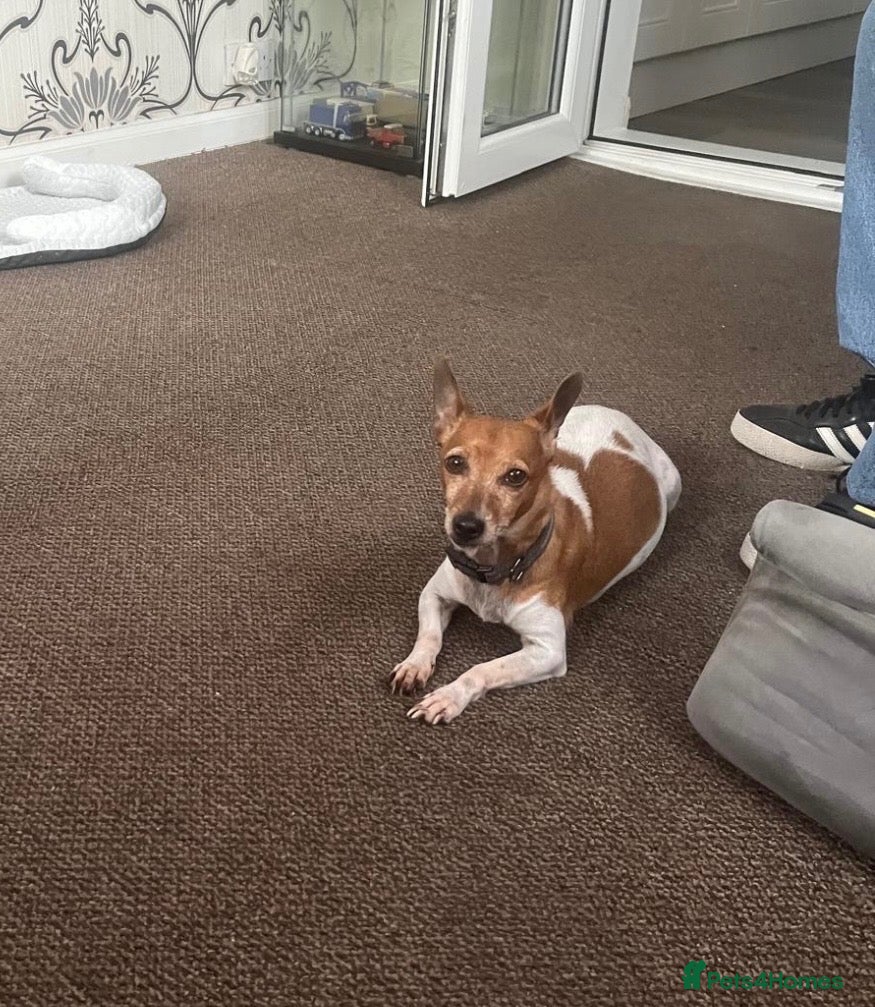 Jack Russell dogs 4x Jack Russell puppies  - Advert 2