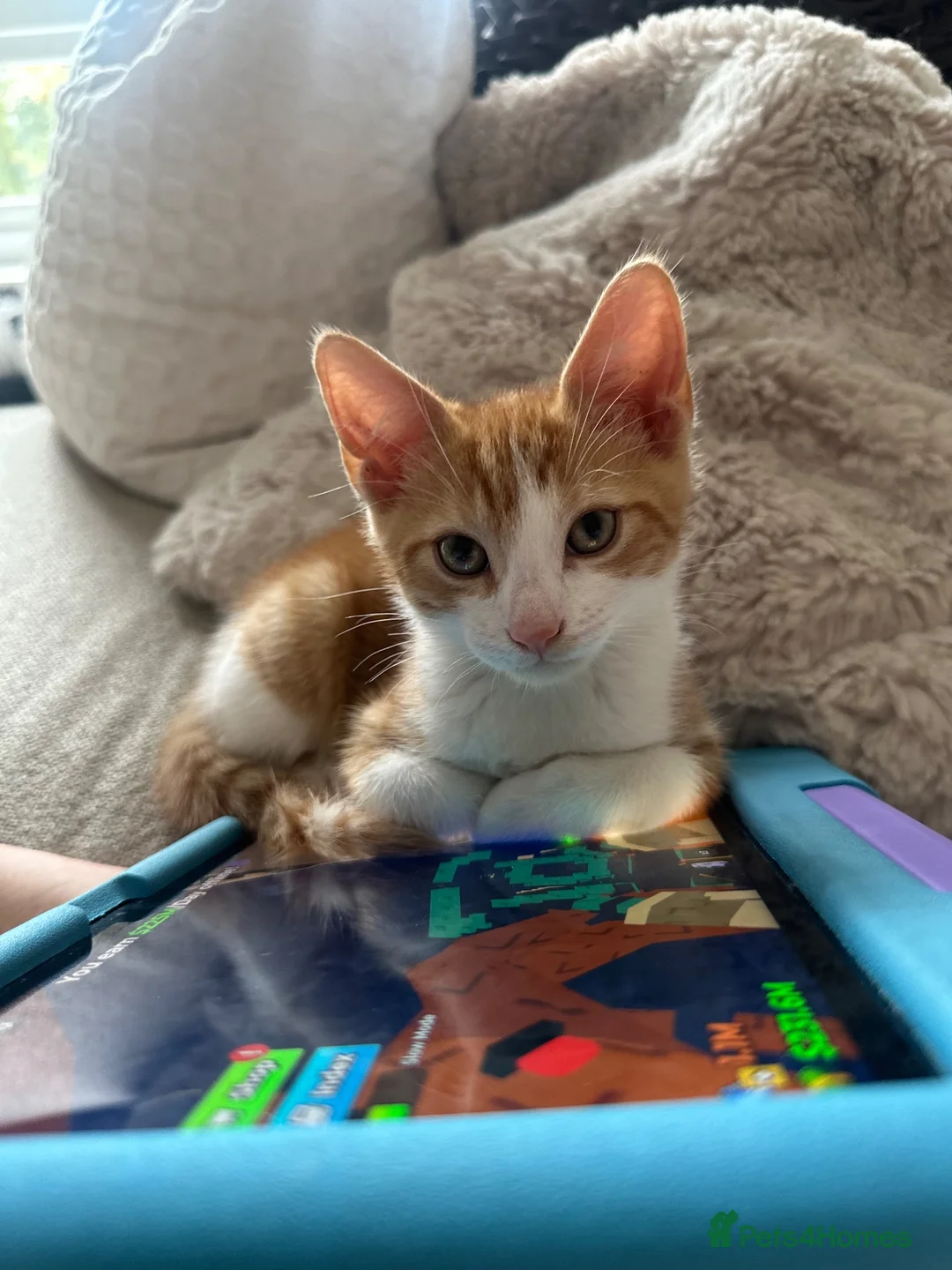 Mixed Breed cats for sale: Beautiful boy and girl kittens - Advert 7