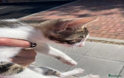 Bengal cats for sale: Gorgeous Half Bengal Female - Image 5