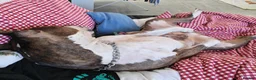 American Bull Staffy dogs for sale: 3yr old American staff looking for forever home - Advert 2