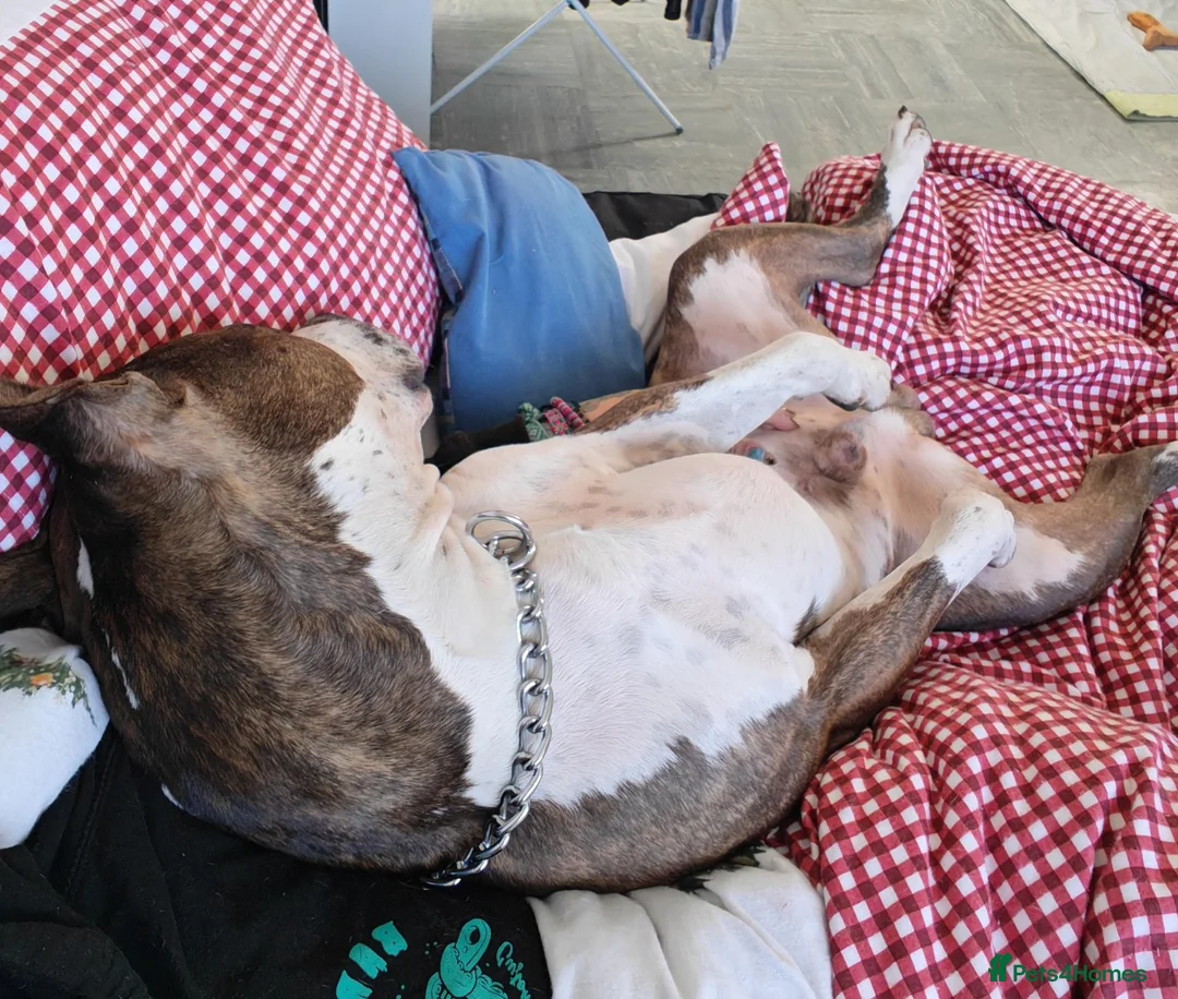 American Bull Staffy dogs for sale: 3yr old American staff looking for forever home - Advert 2