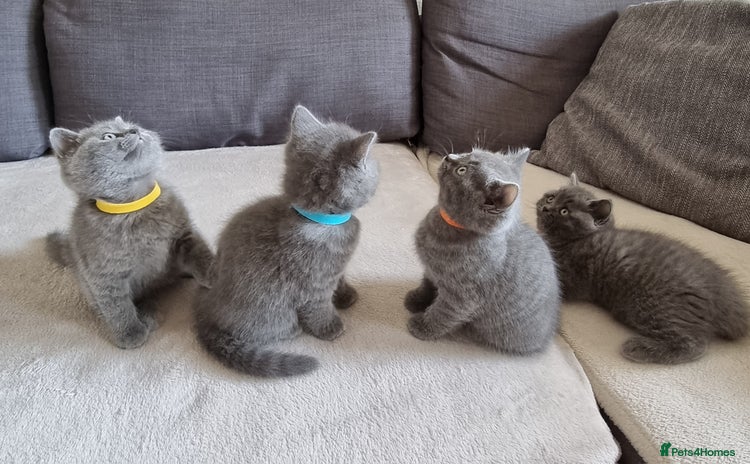 British Shorthair cats - Advert 4