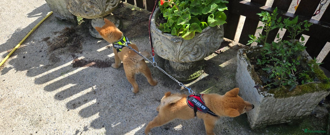 Japanese Shiba Inu dogs for sale: Stunning Shibas  in Llanybydder - Image 20