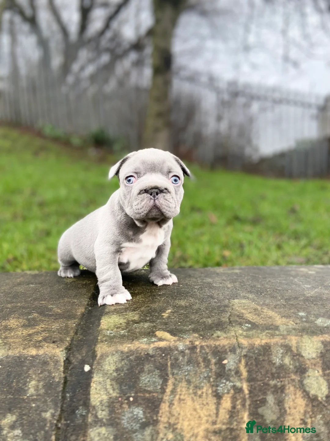French Bulldog dogs for sale: Gorgeous French Bulldog Pups (KC Reg) - Advert 2