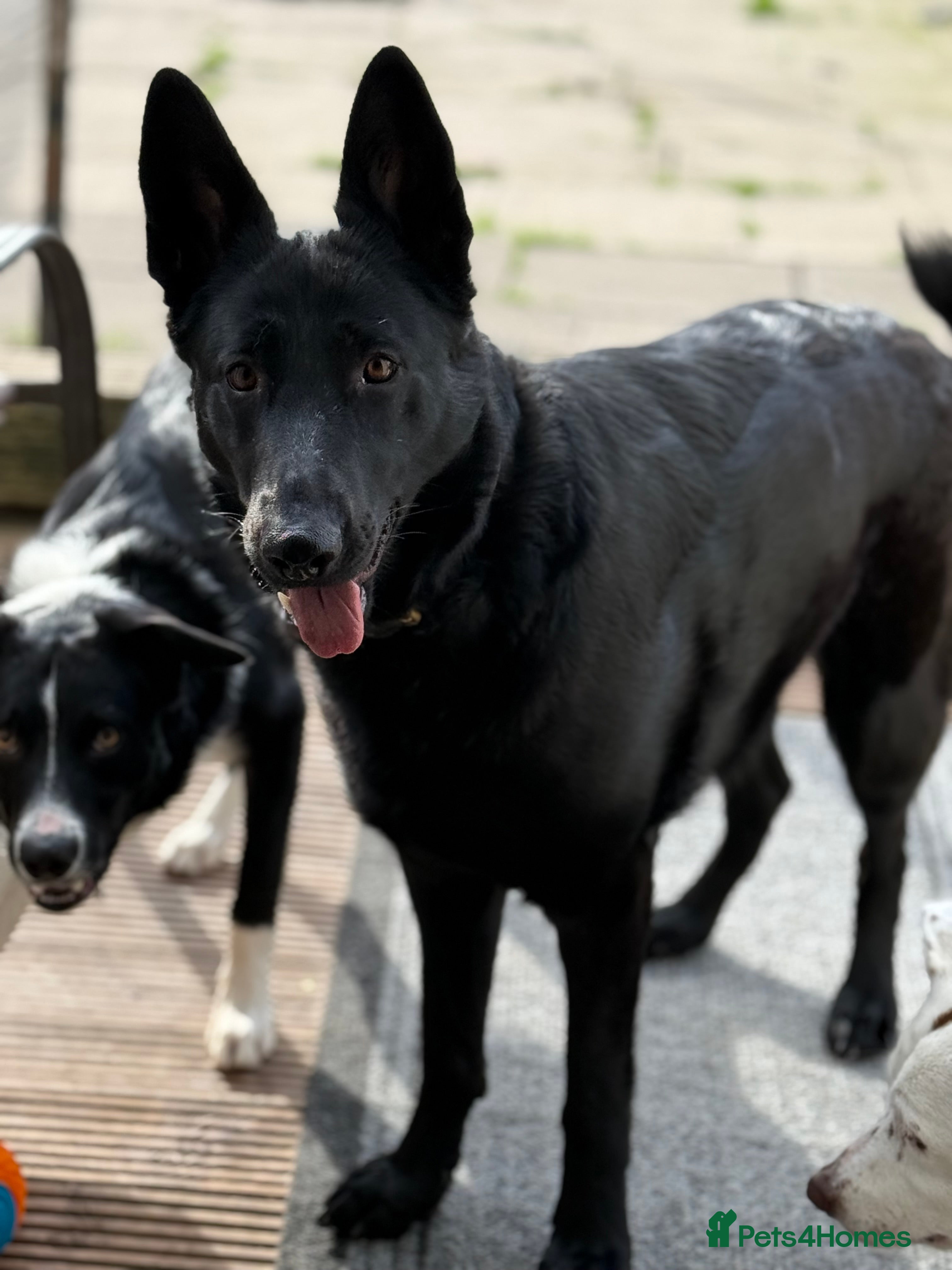 Mixed Breed dogs German shepherd x border collie (Shollie) - Advert 1