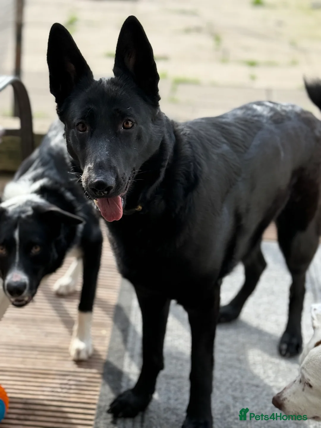 Mixed Breed dogs for sale: German shepherd x border collie (Shollie) - Advert 1