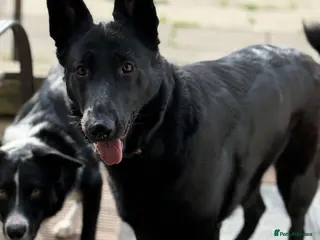 Mixed Breed dogs German shepherd x border collie (Shollie) - Advert 2