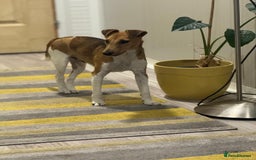 Fox Terrier dogs for adoption: Beautiful Rusty needs a home - Image 11