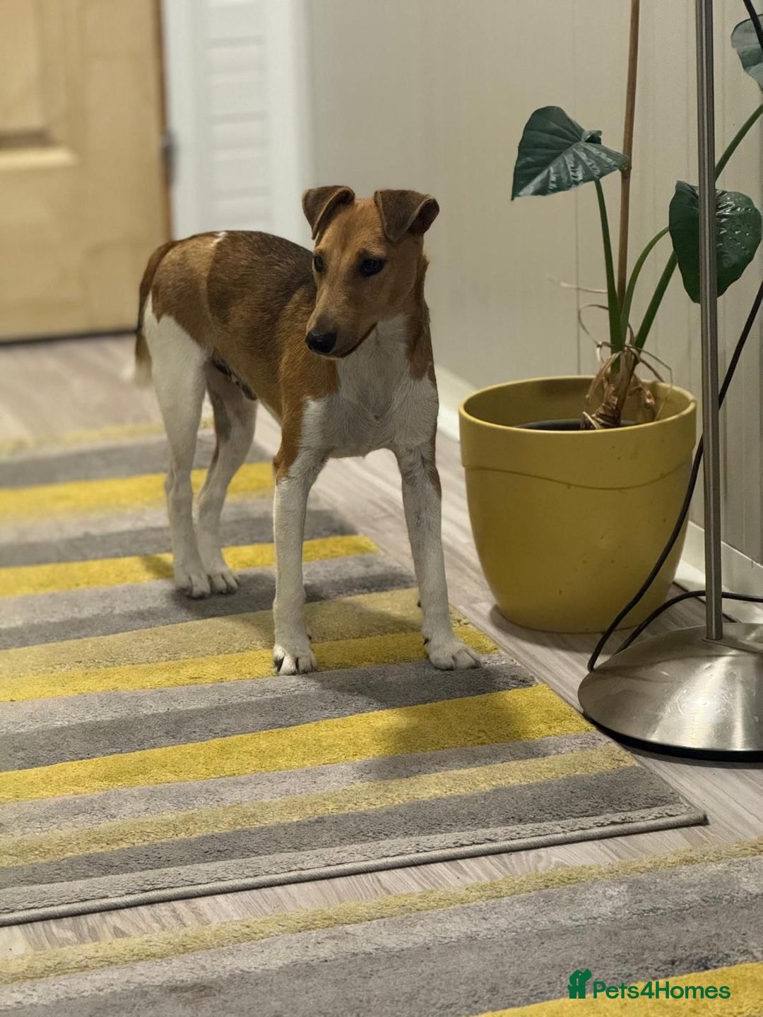 Fox Terrier dogs for adoption: Beautiful Rusty needs a home - Image 11