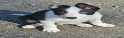 Border Collie dogs for sale: ISDS Border Collie Pups - Advert 18