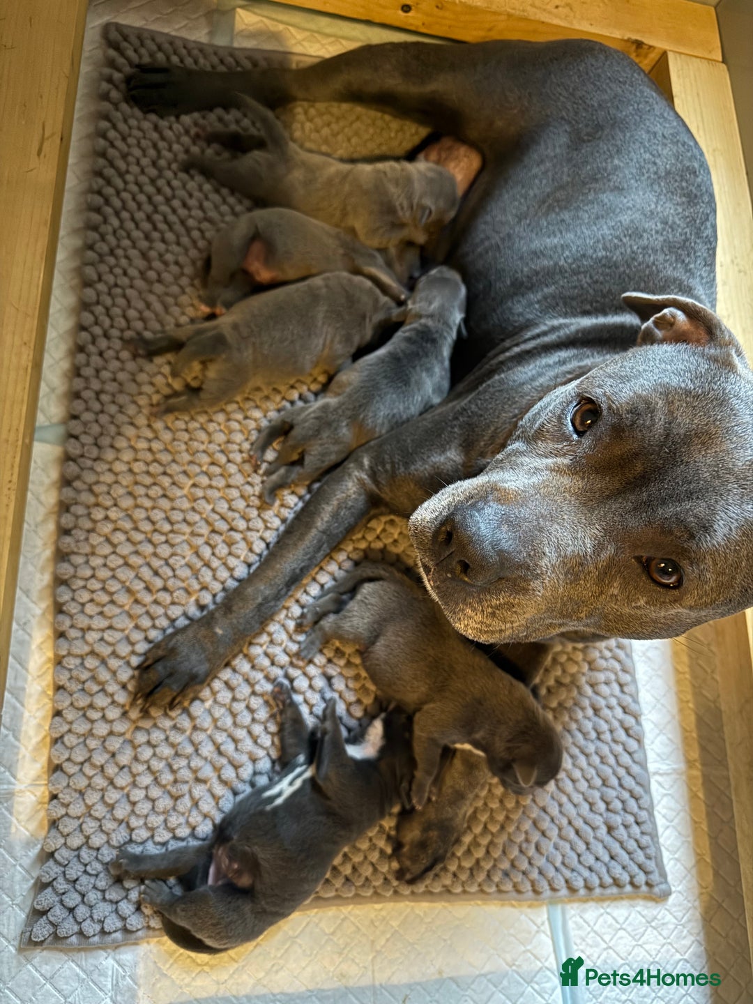 Staffordshire Bull Terrier dogs for sale: Lovely kc reg Staffordshire bull terrier puppies  - Image 30